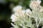 Annual trampweed